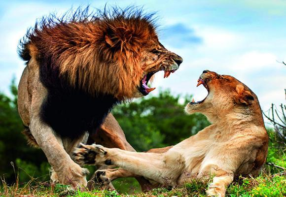 开云体育APP下载-实力悬殊的对手，胜者需要付出更多的简单介绍